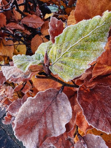 Gefrorene Buchenblätter