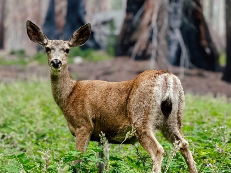 Schalenwild im Sequoia National Park