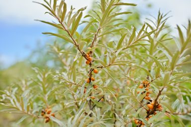 Sanddorn mit Früchten im Detail