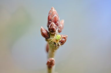 Grüne Spinne sitzt auf Eichentrieb Makroaufnahme