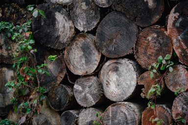 Holzpolter im Wald, Jahrringe