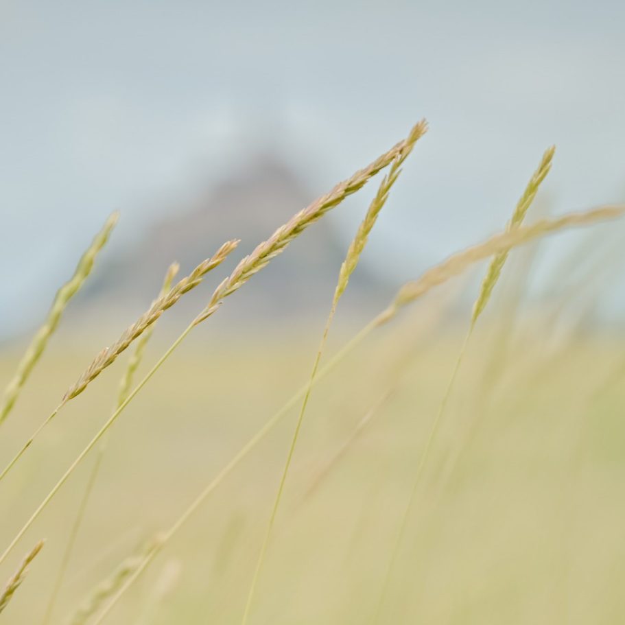 Gräser an Frankreichs Küste