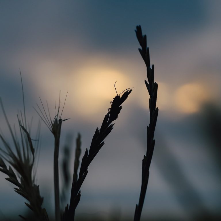 Käfer sitzt auf Gras vor Sonnenuntergang