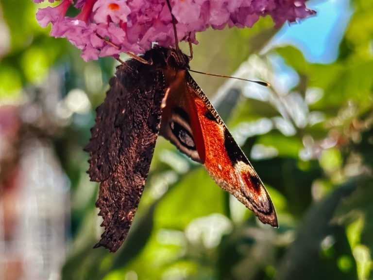 Schmetterling sitzt an Fliederblüte