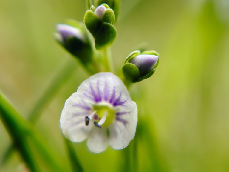 Makrofotografie einer Blüte