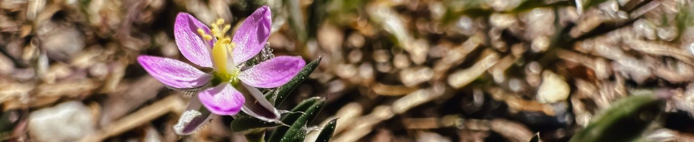 Pinke Blüte auf Waldboden