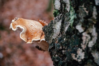 Birkenpilz im Wald