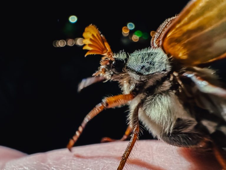 Maikäfer sitzt erleuchtet bei Nacht auf einer Hand
