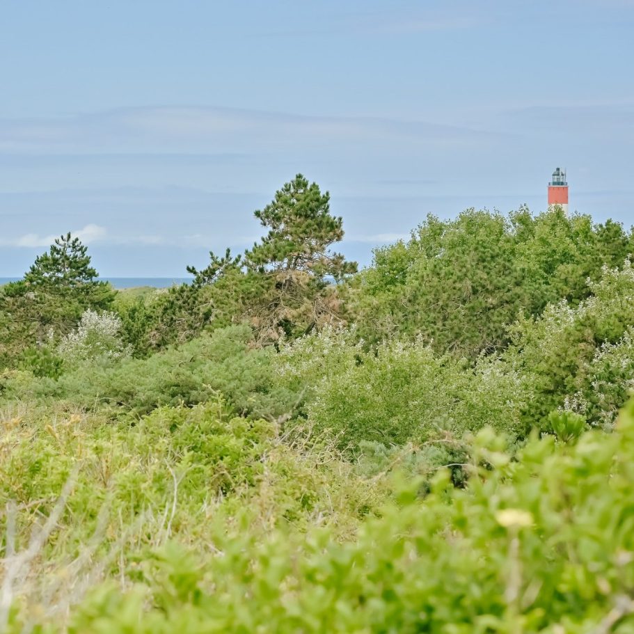 Leuchtturm versteckt hinter Waldpanorama am Meer