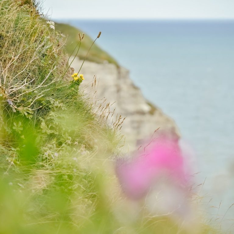 Blüten und Gräser vor weißer Klippe am Meer