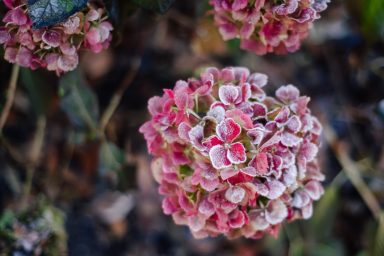 Hortensie im Frost